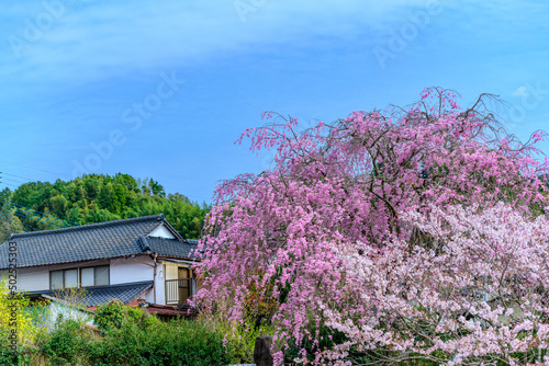 村の観光名所・枝垂れ桜「大自然の春風なびく風景」
Village tourist attraction, weeping cherry tree 