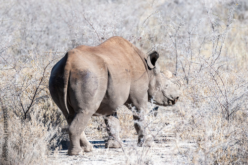 A black Rhinoceros - Diceros bicornis- eating scrubs on the plains of etosha national park, Namibia.