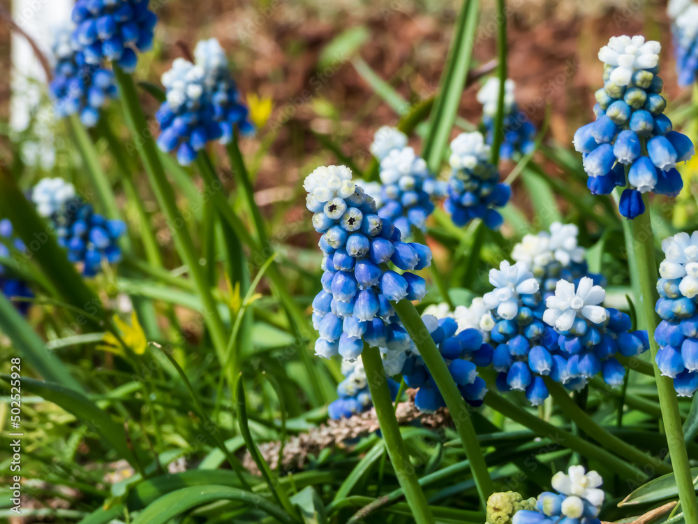 Close-up shot of bicolor grape hyacinth Muscari aucheri 'Mount Hood' features pretty, grape-like clusters of rounded blue flowers with white tips, crowned with white florets in spring Close-up shot of bicolor grape hyacinth Muscari aucheri 'Mount Hood' features pretty, grape-like clusters of rounded blue flowers with white tips, crowned with white florets in spring