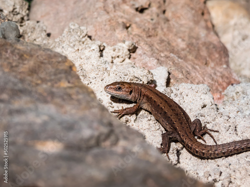 Young Viviparous lizard or common lizard (Zootoca vivipara) sunbathing in the brigth sun on the vertical rock wall in the garden in spring photo