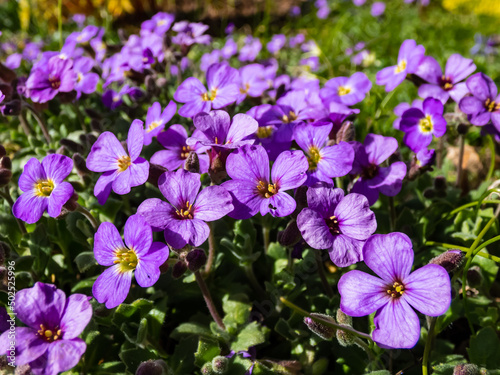 Macro shot of delicate, ornamental, evergreen plant rock cress (Aubrieta x cultorum) 'Blue Emperor' with small blue - purple flowers forming carpet in rock garden