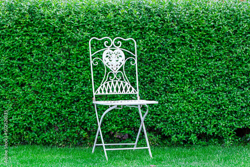 Green Leaf backdrop and the metal chair. Green leaves Privet hedge Ligustrum vulgare background. Liguster (Ligustrum ) texture background. deciduous or semi-evergreen shrub photo