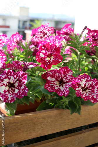 Fototapeta Naklejka Na Ścianę i Meble -  Fiori colorati di petunia rosa e bianco. Sfondo floreale con petunie in fiore (Petunia hybrida).