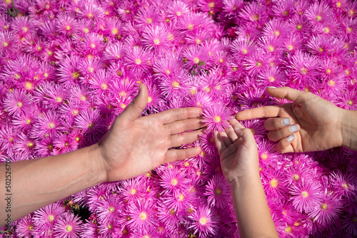 Family hands of father, mother and child together on pink asters, pink daisies texture background.