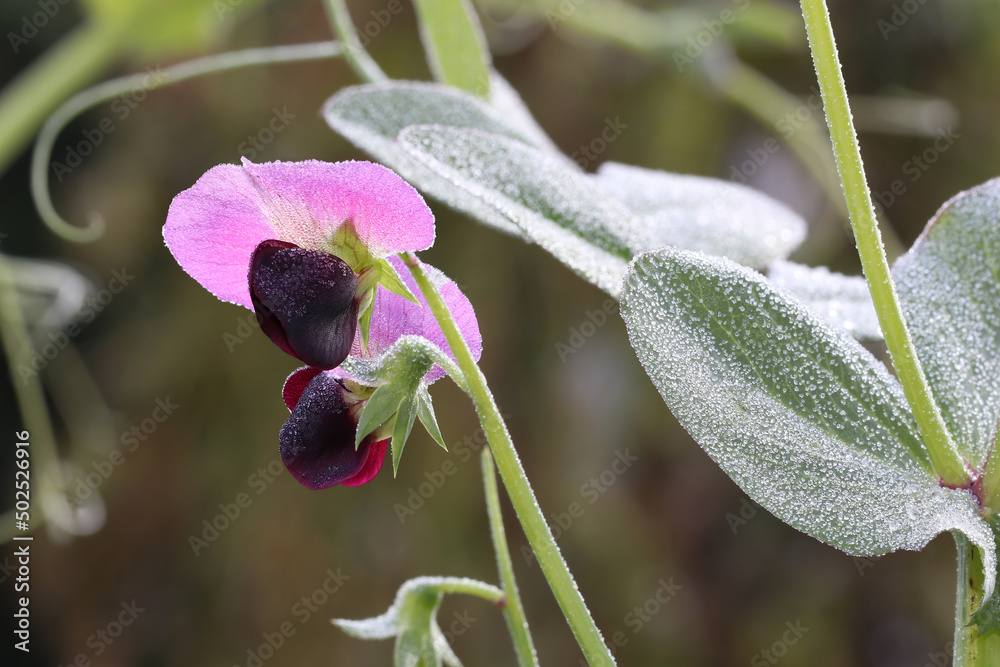The flowers and leaves of the pea plant are covered with frost. Peas are frost-resistant and can survive mild temperatures below freezing. Pisum sativum in early spring. The flowers and leaves of the pea plant are covered with frost. Peas are frost-resistant and can survive mild temperatures below freezing. Pisum sativum in early spring.