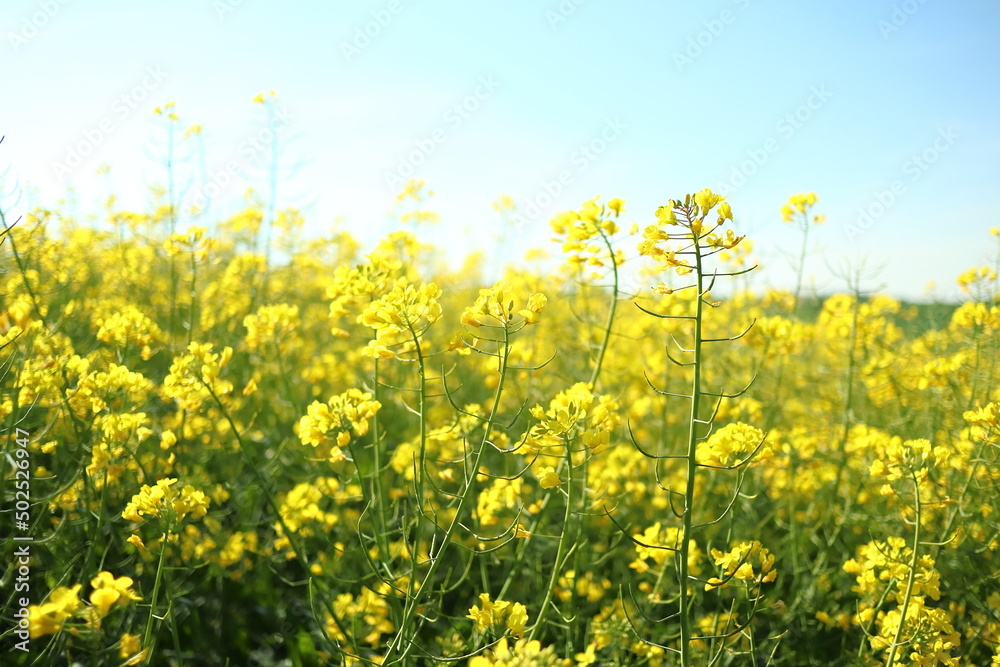 Yellow rapeseed bush in agricultural field landscape during blooming season in remote countryside