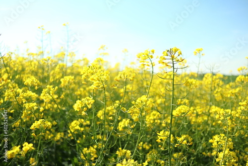 Yellow rapeseed bush in agricultural field landscape during blooming season in remote countryside © Luca