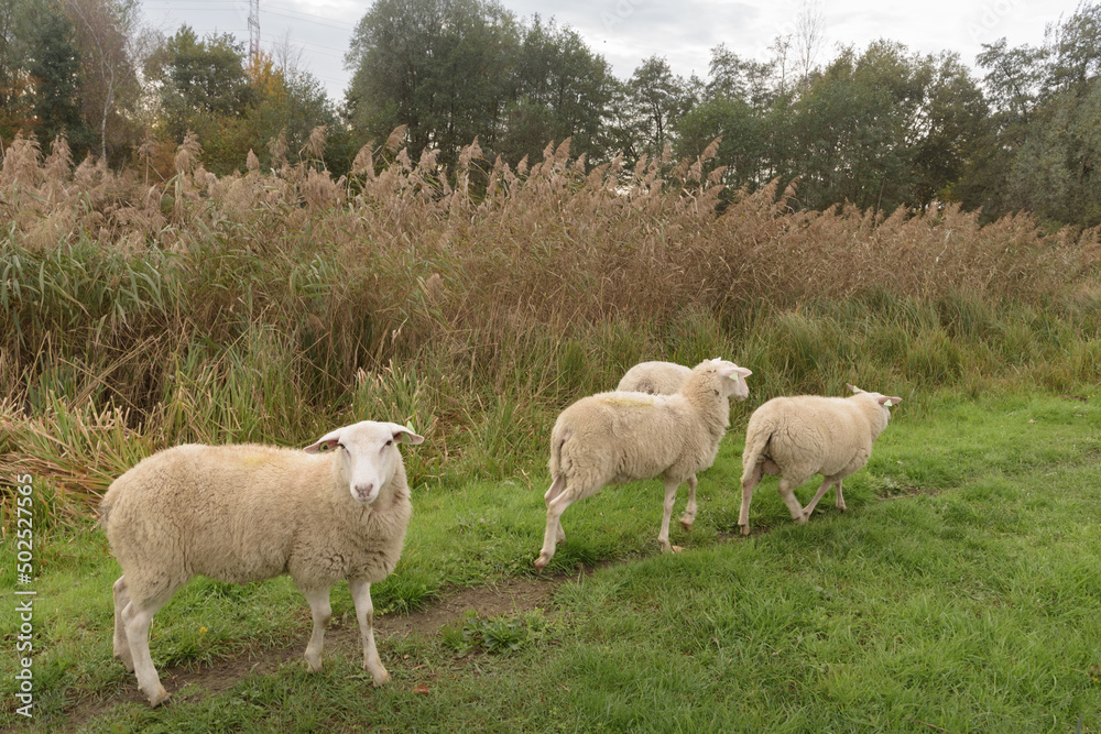 Several sheep are walking along the path next to the reeds. Several sheep are walking along the path next to the reeds.