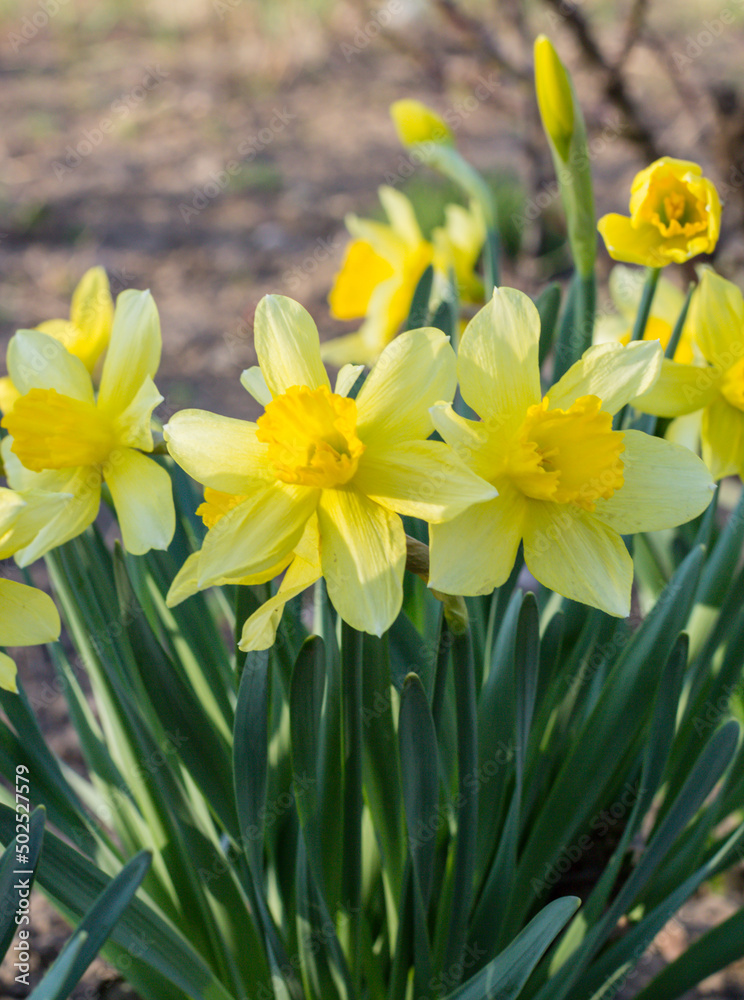 Fresh beautiful Daffodil flowers in gardens