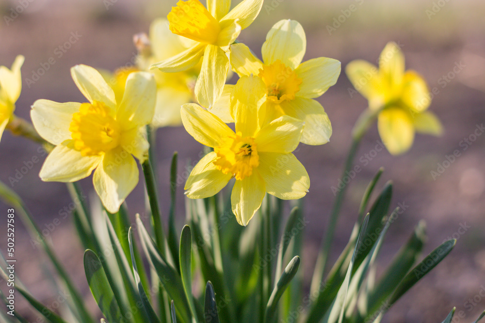 Fresh beautiful Daffodil flowers in gardens