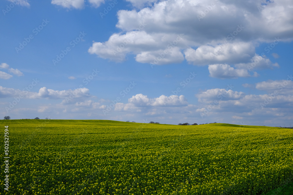 Rapeseed field Rapeseed field