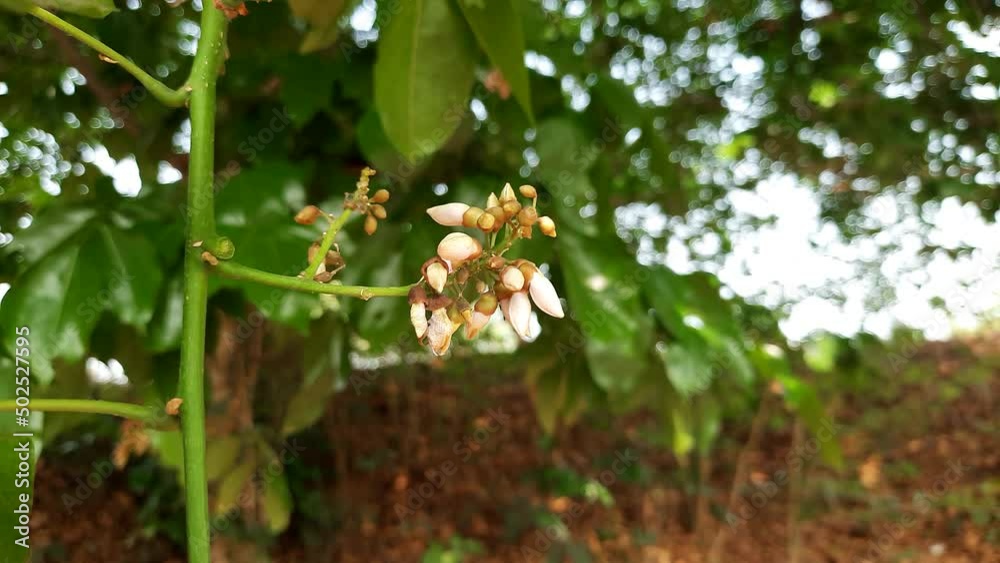 Millettia pinnata flowers. It is a species of tree in the pea family Fabaceae. Its other names Pongamia pinnata, Indian beech and Pongame oiltree. Oil is extracted from its seeds. It is used in many Millettia pinnata flowers. It is a species of tree in the pea family Fabaceae. Its other names Pongamia pinnata, Indian beech and Pongame oiltree. Oil is extracted from its seeds. It is used in many