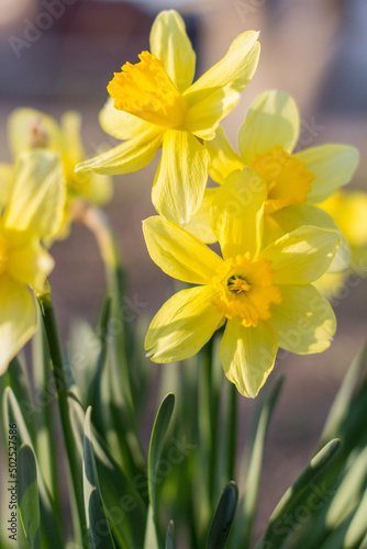 Fototapeta Naklejka Na Ścianę i Meble -  Fresh beautiful Daffodil flowers in gardens