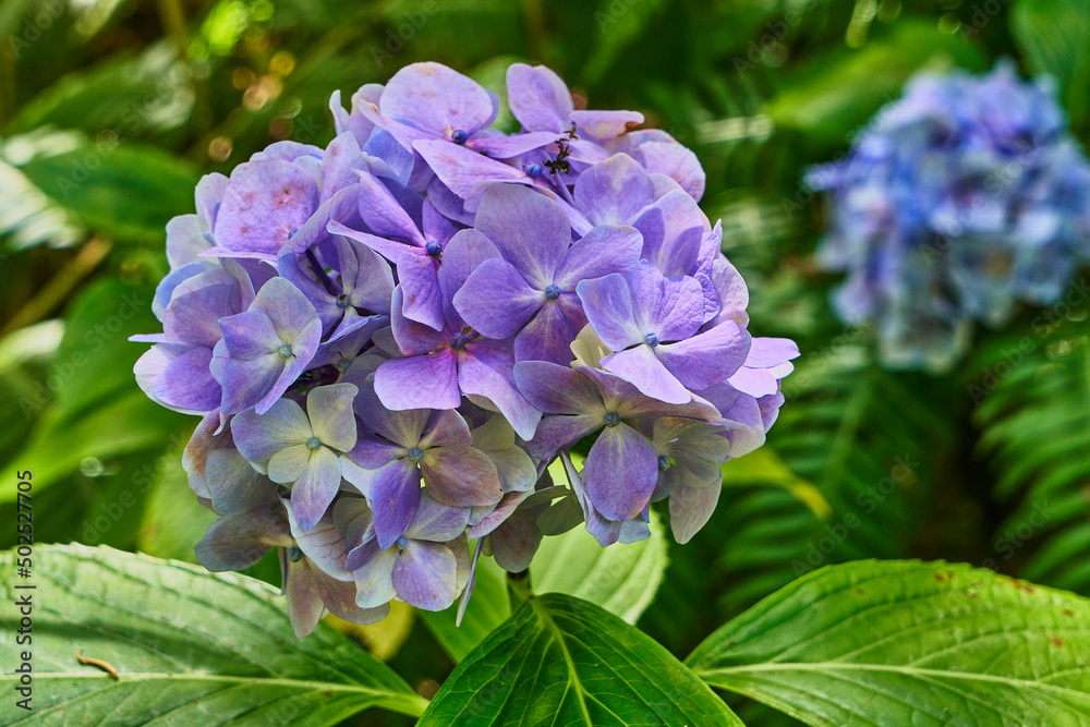 Jardim tropical garden, island Madeira, Hydrangea Jardim tropical garden, island Madeira, Hydrangea
