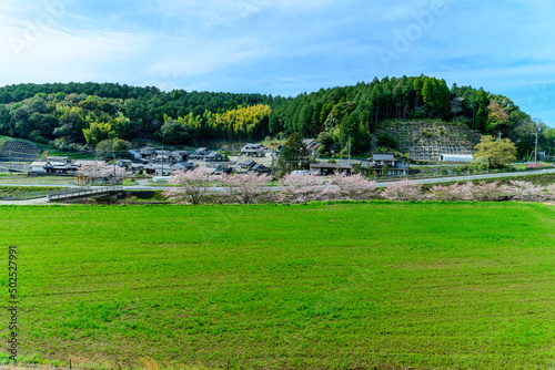 桜咲く季節「大自然の春風なびく田舎風景」
Cherry blossom season 