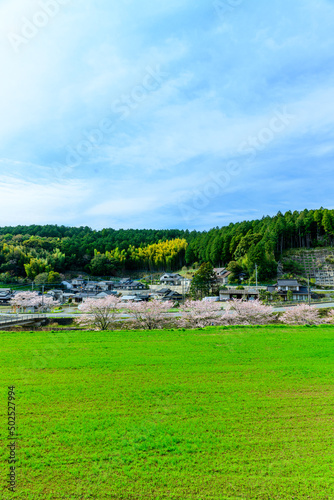 桜咲く季節「大自然の春風なびく田舎風景」
Cherry blossom season 