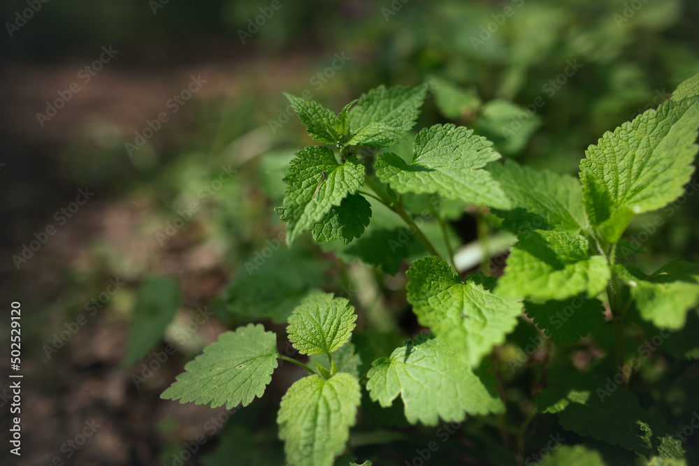 leaves leaves