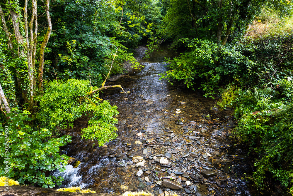 Obraz premium stream in the forest