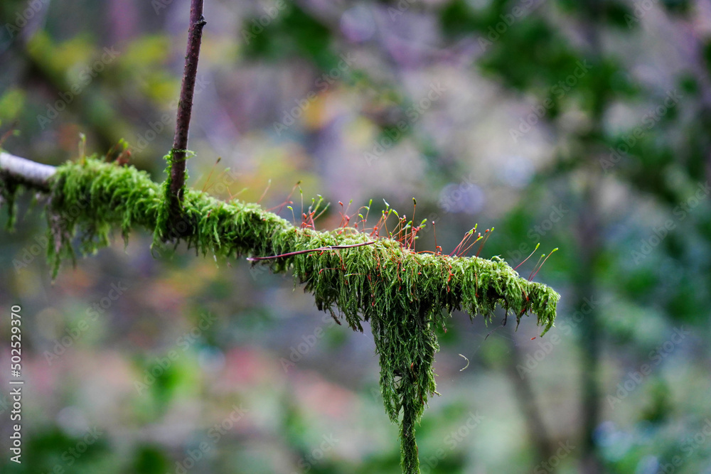 Naklejka premium Close up on thick moss growing on a tree branch