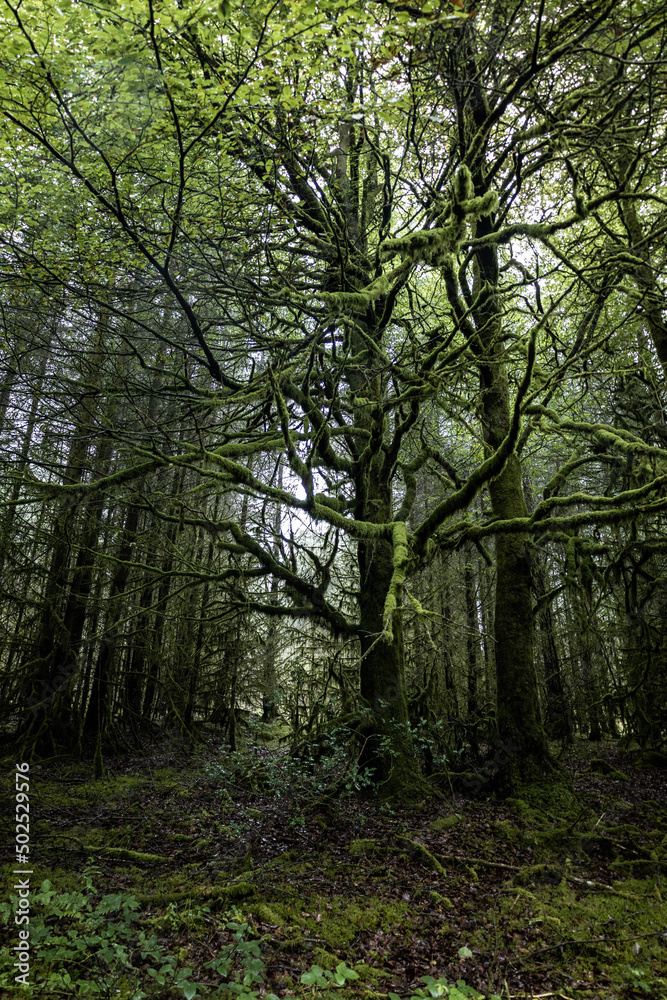 Fototapeta premium forest in autumn