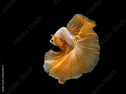Yellow Dragon Halfmoon Siamese Fighting Fish