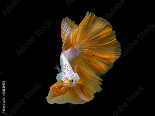 Yellow Dragon Halfmoon Siamese Fighting Fish