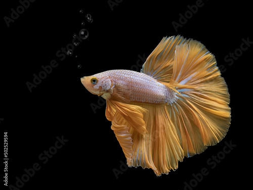 Yellow Dragon Halfmoon Siamese Fighting Fish