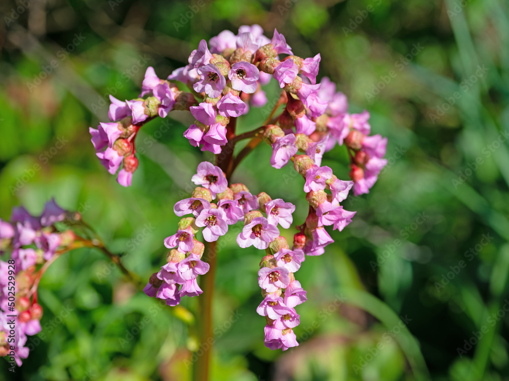 Fototapeta premium Blühende Bergenie, Bergenia, im Frühling