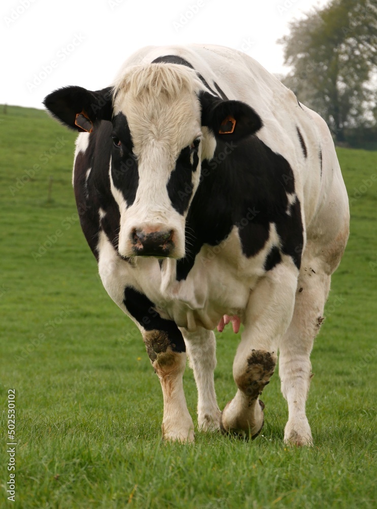 Gros plan d'une vache ou un bœuf domestique dans une prairie