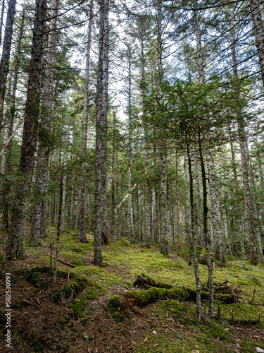 Typical forest view in Massif Central in France