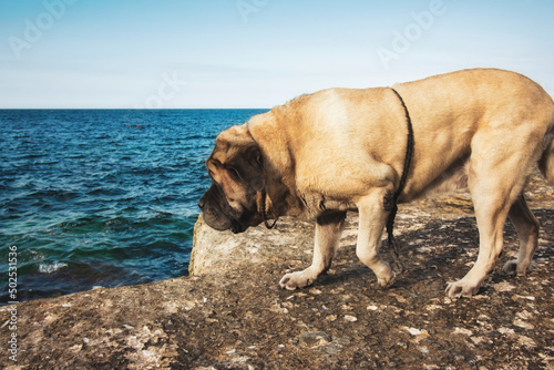 English Mastiff breed dog on a rocky beach shore next to blue water