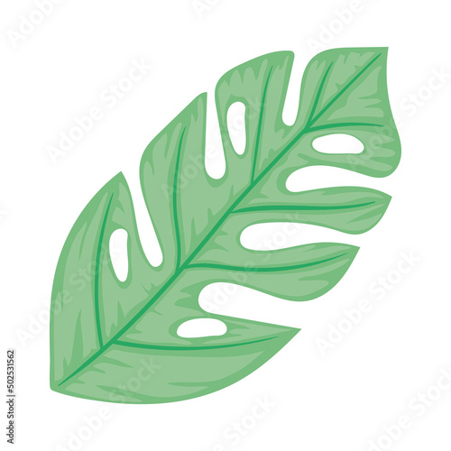 tropical leaf plant