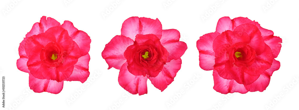 Pink red flower adenium obesum blooming isolated on white background.