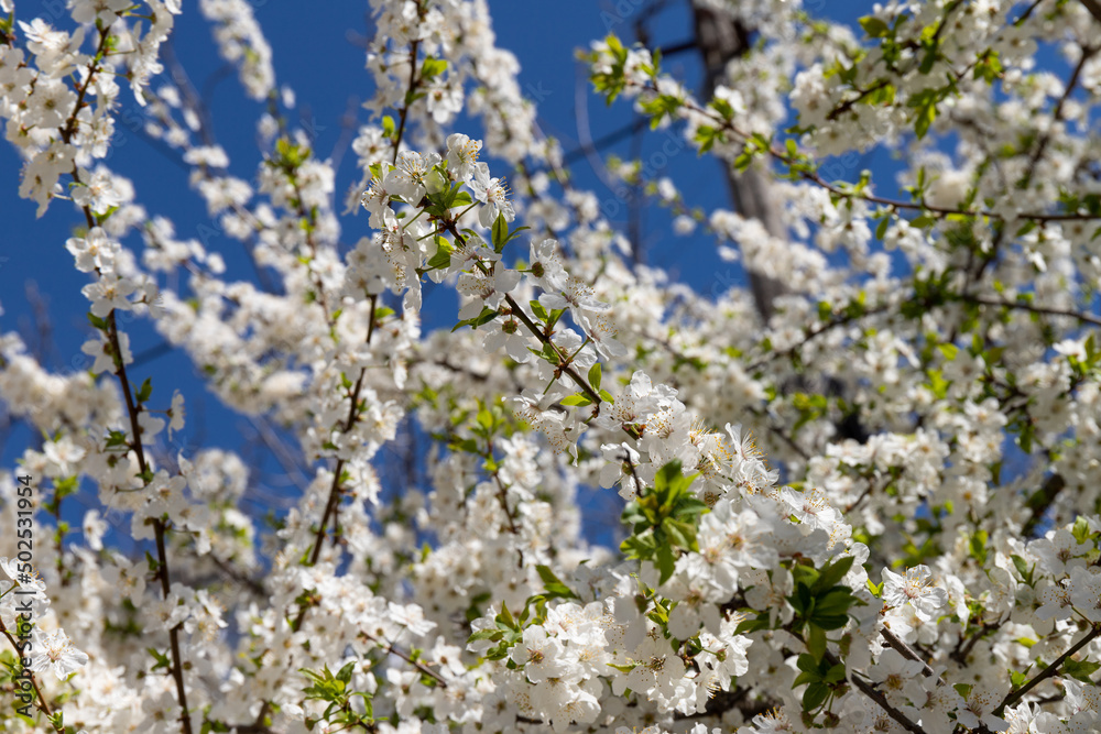 Beautiful branches of blossoming cherries. Beautiful abstract spring background. Beautiful branches of blossoming cherries. Beautiful abstract spring background.