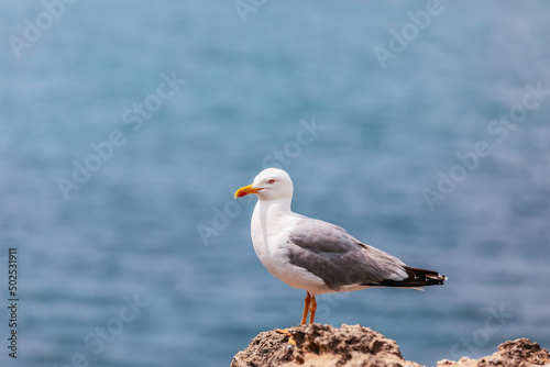 Small silvery sea gull when posing professionally against background of blurred sea