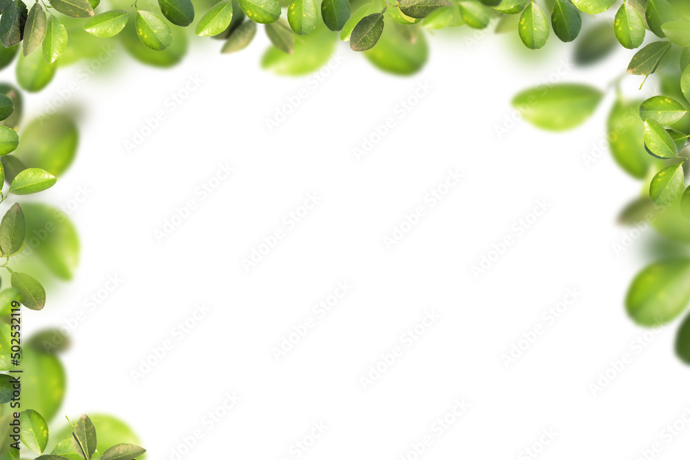 A green lemon leaf on a white background A green lemon leaf on a white background