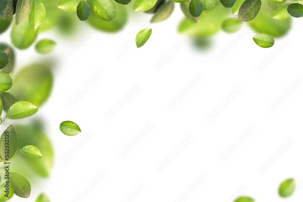 Green lemon leaves on a white background Green lemon leaves on a white background
