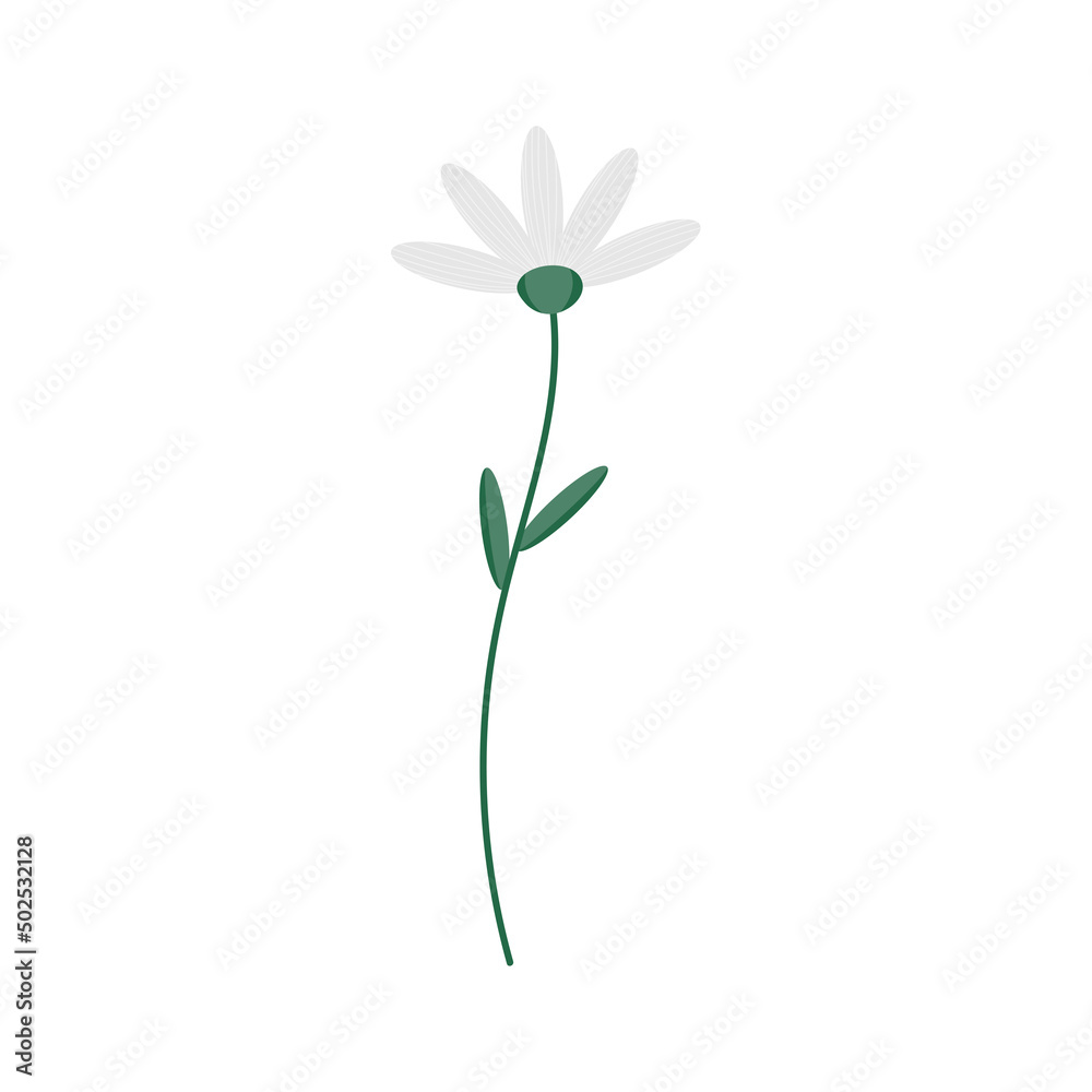 Chamomile flower on a white background