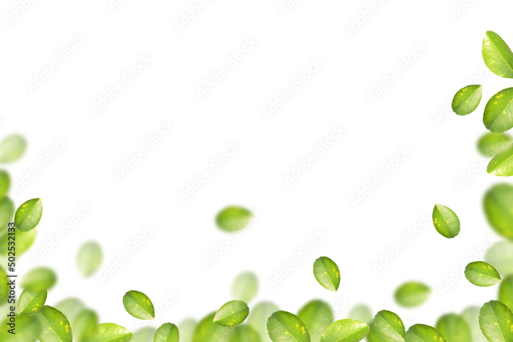 Green lemon leaves on a white background Green lemon leaves on a white background