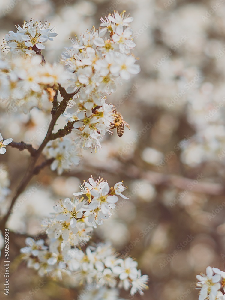Blooming apple tree with a bee on a flower.
Blooming apple tree with a bee on a flower.