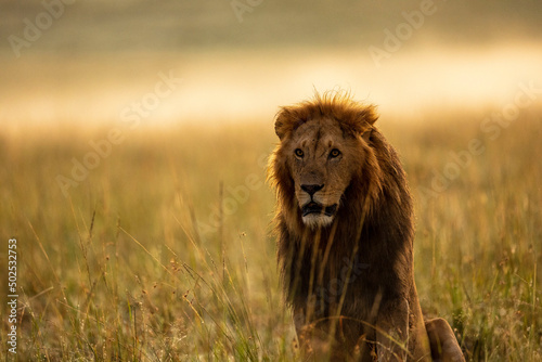 Lion In the Golden Hour