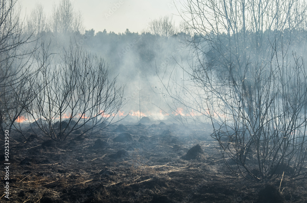 Fototapeta premium Fire and smoke during a forest fire. Bushes are burning.