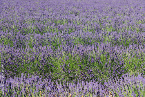 The tight and tidy mounds of young lavender soft silver-green foliage and bloomy violet flowers. Vaucluse, Provence, France photo