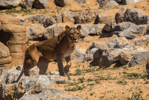 Photography Lioness ((Panthera leo) observing her new terrain in the Barcelona zoo