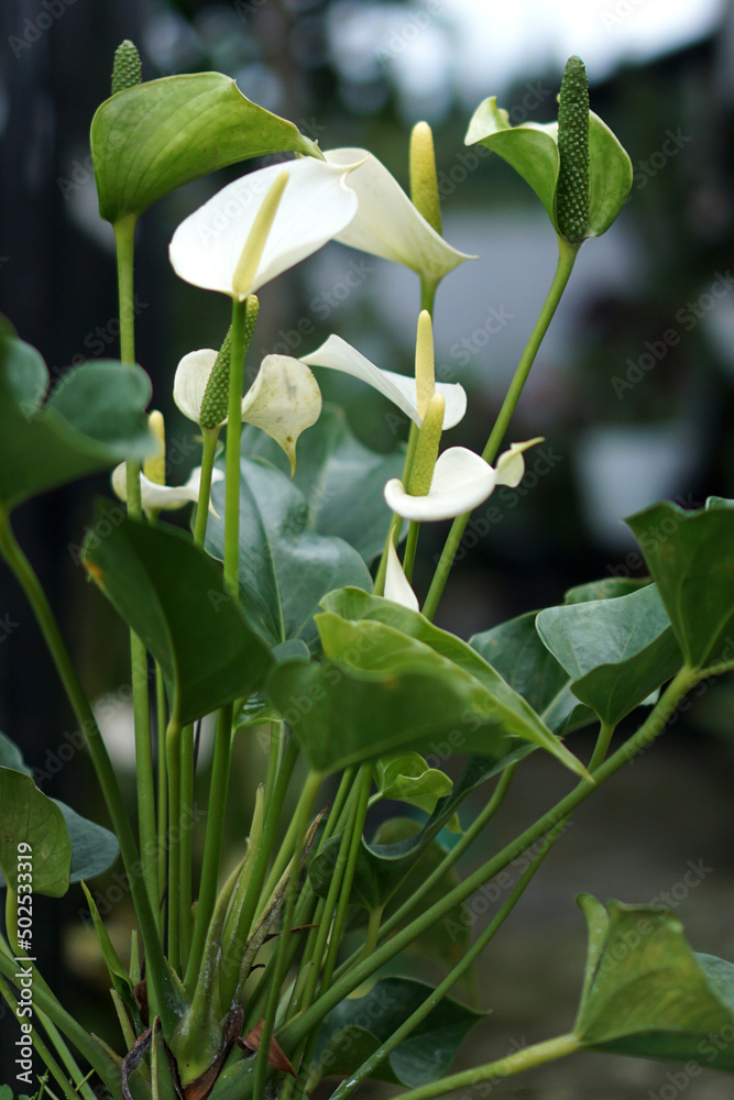 Obraz premium Natural Anthurium Sierra White. House plant. Flamingo plant. Peace Lily plant. 