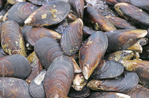 Pile of Fresh Raw Mussels For Sale on the Market