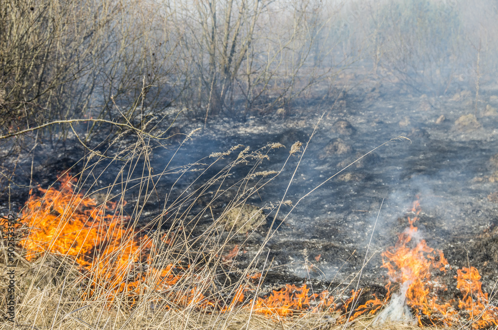 Fire and smoke during a forest fire. Bushes are burning. Fire and smoke during a forest fire. Bushes are burning.