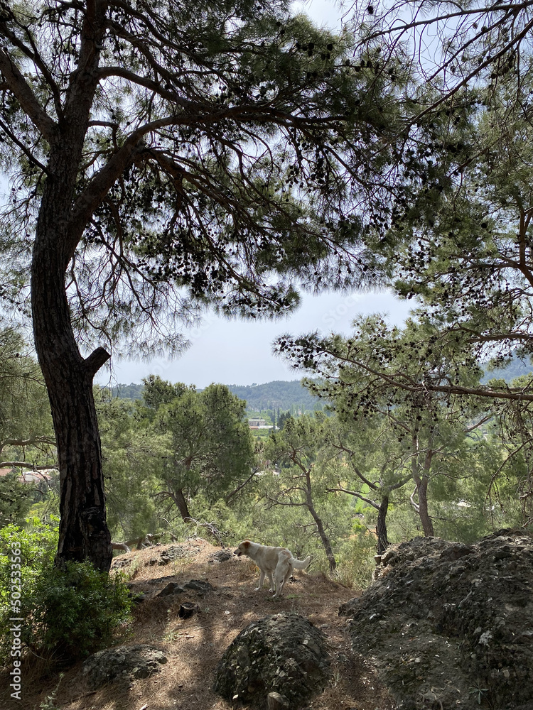 Panoramic view of Kemer, Turkey. View from the height through the pine trees of the Mediterranean coast. Chalysh mountain in Kemer, Turkey Panoramic view of Kemer, Turkey. View from the height through the pine trees of the Mediterranean coast. Chalysh mountain in Kemer, Turkey