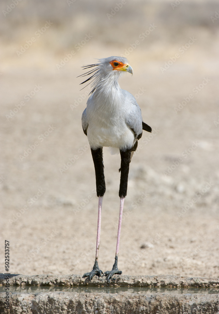 Obraz premium Secretarybird( Sagittarius serpentarius) Kgalagadi Transfrontier Park, South Africa
