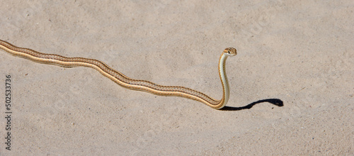 Kalahari Sandsnake ( Psammophis trinasalis) Kgalagadi Transfrontier Park, South Africa
